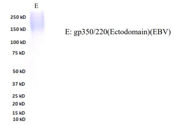 E: gp350/220(Ectodomain)(EBV)